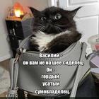 https://lolkot.ru/2025/05/13/sumosidelets/