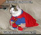https://lolkot.ru/2011/02/16/super-kot-primchitsya/