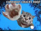 https://lolkot.ru/2010/09/18/superkot-spasyot-mir/