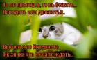 https://lolkot.ru/2015/02/11/surovaya-realnost/