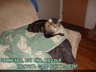 https://lolkot.ru/2011/04/13/svinstvo/