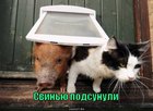 https://lolkot.ru/2011/02/16/svinyu-podsunuli/