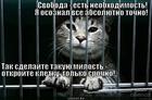 https://lolkot.ru/2013/06/28/svobodu-popugayam/