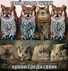 https://lolkot.ru/2011/11/28/svoy-sredi-chuzhih-2/