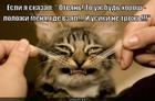 https://lolkot.ru/2013/05/20/syyyr-s-usikami/