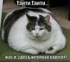 https://lolkot.ru/2010/04/07/taiti/