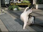 https://lolkot.ru/2011/04/11/taksi/