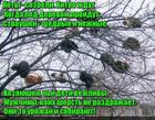 https://lolkot.ru/2017/03/08/taktiki/