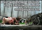 https://lolkot.ru/2013/07/11/tarakany-aplodiruyut-stoya/
