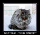 https://lolkot.ru/2012/02/14/tebe-teplo/