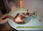 https://lolkot.ru/2010/09/29/teplenkaya-poshla/