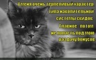https://lolkot.ru/2012/07/15/terpelivyy-harakter/