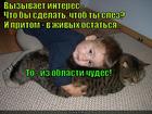 https://lolkot.ru/2015/09/18/terpila-2/