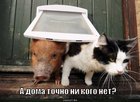 https://lolkot.ru/2010/09/12/tochno-net/