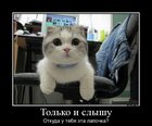 https://lolkot.ru/2012/08/13/tolko-i-slyshu/