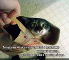 https://lolkot.ru/2011/12/05/tolko-ne-chavkay/