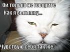 https://lolkot.ru/2011/03/27/tolko-ne-govorite-kak-ya-vyglyazhu/