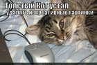 https://lolkot.ru/2010/11/12/tolstyy-kot-ustal/