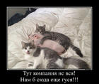 https://lolkot.ru/2017/01/24/tovarischestvo-gus-svinya-i-ko/