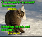 https://lolkot.ru/2016/03/20/tra-ta-ta-tra-ta-ta-my-vesnoy-hotim-kota/