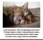 https://lolkot.ru/2024/05/26/transotvestit/