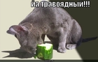 https://lolkot.ru/2010/06/11/travoyadnyy/