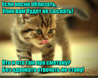 https://lolkot.ru/2016/07/06/trebuyu-advokata-3/