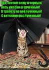https://lolkot.ru/2016/12/01/trel-golodnogo-solovya/