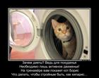 https://lolkot.ru/2015/08/22/trenazher-ot-kota-borisa/