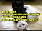https://lolkot.ru/2016/01/20/trenirovochnyye-yeshki/