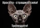 https://lolkot.ru/2012/08/14/trepeschite/
