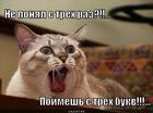 https://lolkot.ru/2012/11/28/tri-bukvy/
