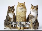 https://lolkot.ru/2011/12/19/tri-koshaka/