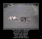 https://lolkot.ru/2016/08/29/truslivyy-hvostik/