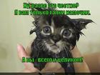 https://lolkot.ru/2015/05/27/tselnozamochennyy/