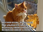 https://lolkot.ru/2011/11/18/tsvetnaya-osen/