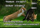 https://lolkot.ru/2012/07/26/tsvetnoy-televizor/