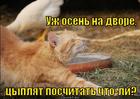 https://lolkot.ru/2012/09/05/tsyplyat-poschitat-chto-li/