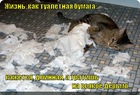 https://lolkot.ru/2012/06/07/tualetnaya-bumaga/