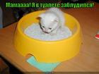 https://lolkot.ru/2015/05/01/tualetnaya-poteryashka/