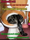 https://lolkot.ru/2010/10/04/tualetnyy-kotenok/