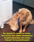 https://lolkot.ru/2017/11/13/turnir-po-ryzhesti/