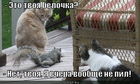 https://lolkot.ru/2012/08/24/tvoya-belochka/