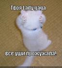https://lolkot.ru/2012/01/02/tvoya-lady-gaga/