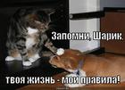 https://lolkot.ru/2012/09/02/tvoya-zhizn-moi-pravila/