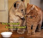 https://lolkot.ru/2010/10/04/ty-kto-takoy-2/