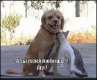 https://lolkot.ru/2010/08/31/ty-menya-lyubish/