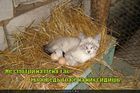 https://lolkot.ru/2011/11/09/ty-na-nih-sidish/