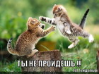 https://lolkot.ru/2012/02/16/ty-ne-proydyosh/