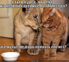https://lolkot.ru/2011/06/20/ty-v-kurse/